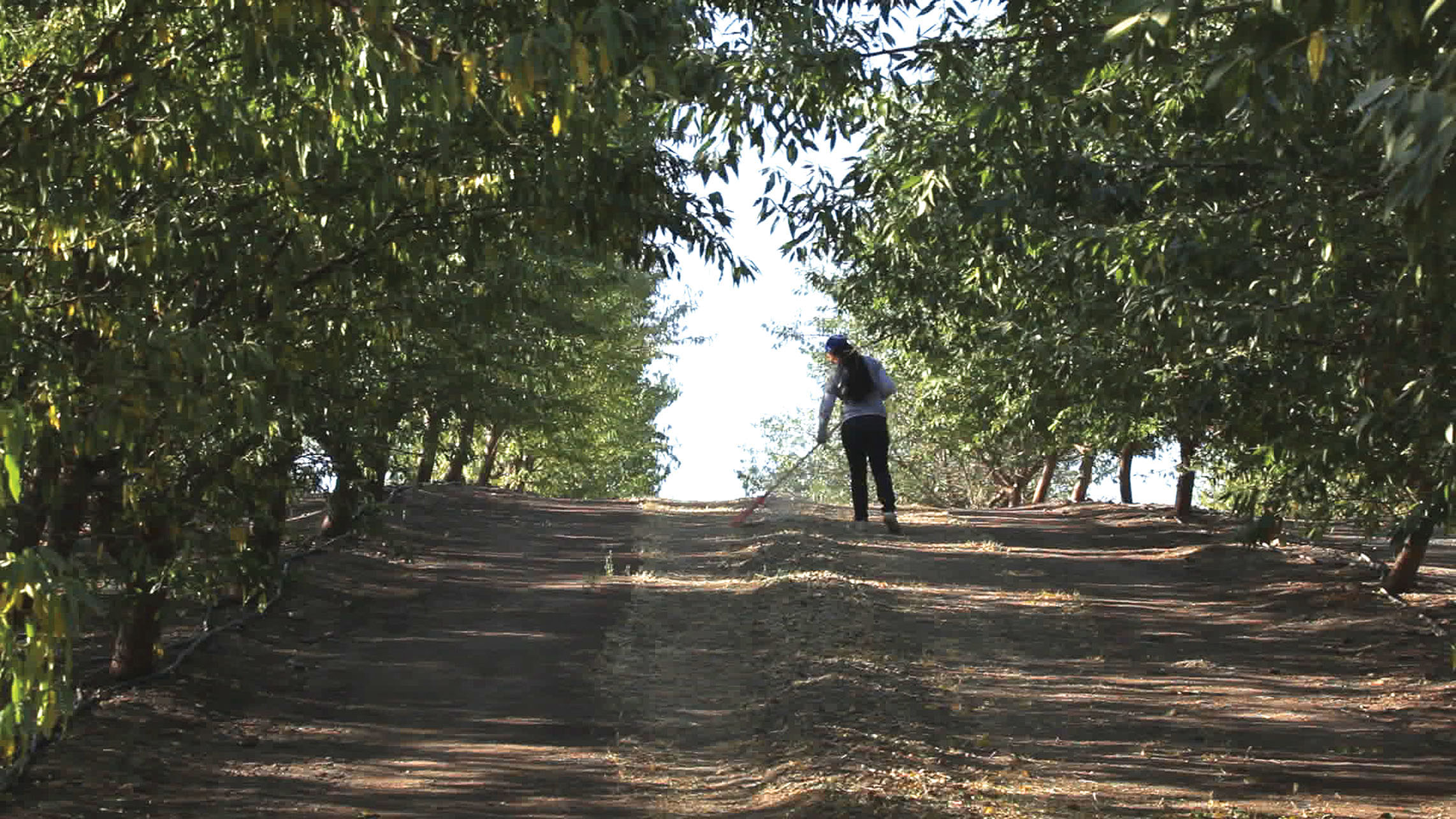 A solitary woman works in between rows of trees in an orchard. (Photo by Andrés Cediel.)
