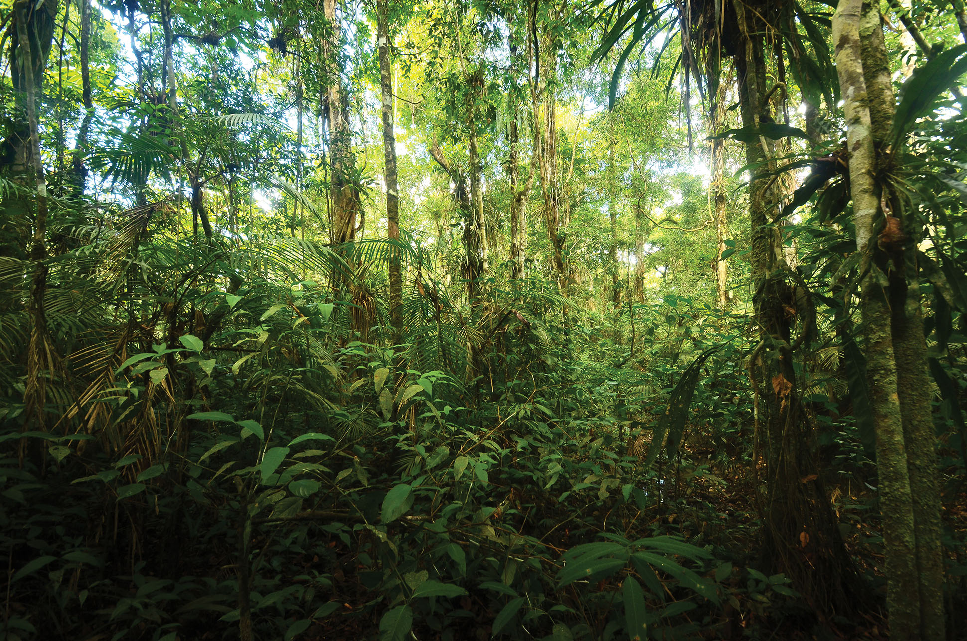 Lush foliage and trees in the Amazonian rainforest. (Photo by Alberto García.)