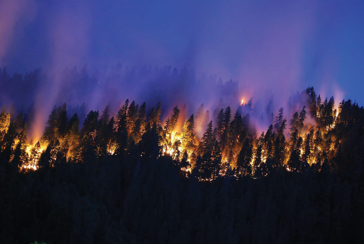 A line of pine trees on fire at dusk during the Happy Camp Fire in northern California, 2014. (Photo courtesy of the U.S. Forest Service.)