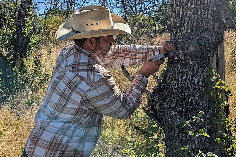 2022 CLAS Graduate Affiliate Dennis V. Best, shown in the field taking a scraping from a tree's bark.