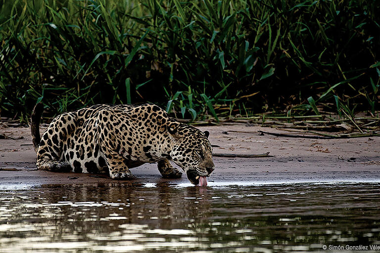 Photo © Simón González Vélez, from Jaguar: Voz de un territorio. (Courtesy of Canoa Films and Ruge Films.) Photo © Simón González Vélez, from Jaguar: Voz de un territorio. (Courtesy of Canoa Films and Ruge Films.)