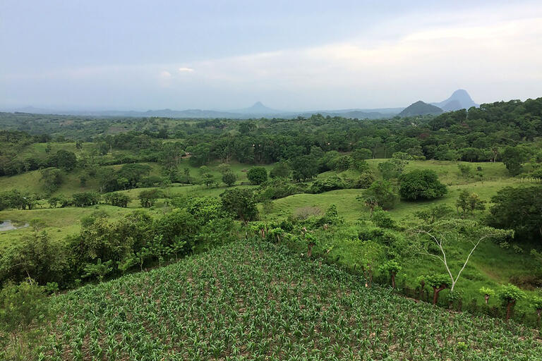 El paisaje de Chicontepec, con un campo de maíz en primer plano y montañas en la brumosa distancia. (Foto cortesía de Abelardo de la Cruz.)