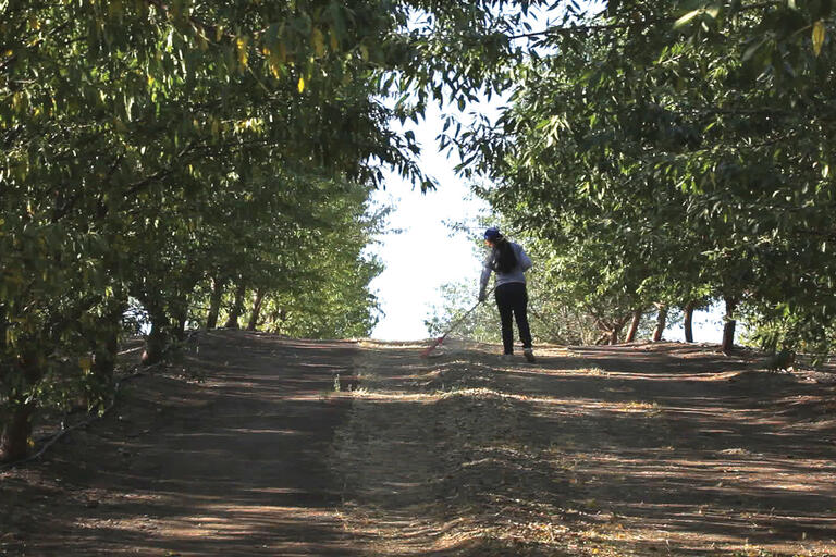 A solitary woman works in between rows of trees in an orchard. (Photo by Andrés Cediel.)