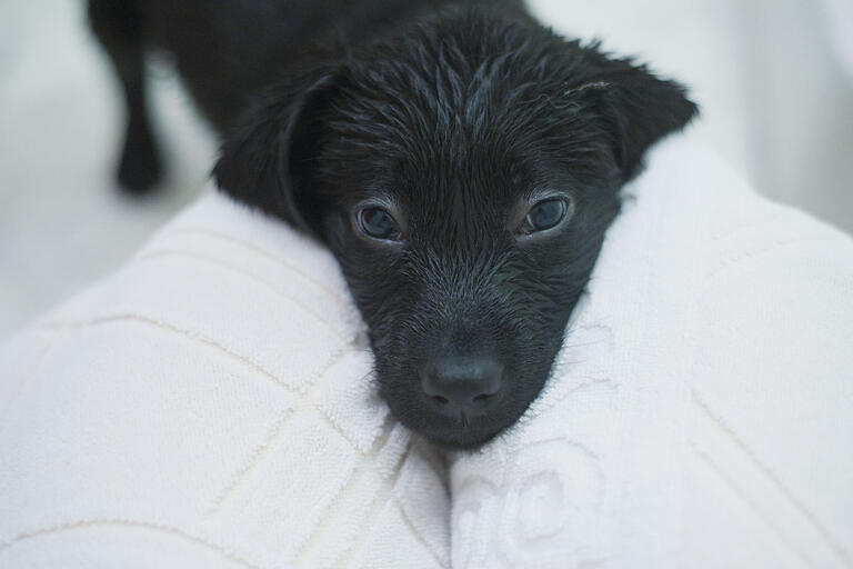 A wet black puppy in a white towel. (Photo by Brittney Bush Bollay.)