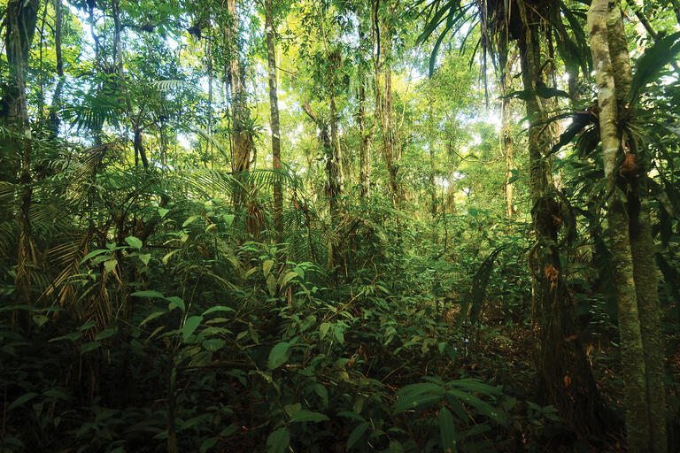 Lush foliage and trees in the Amazonian rainforest. (Photo by Alberto García.)