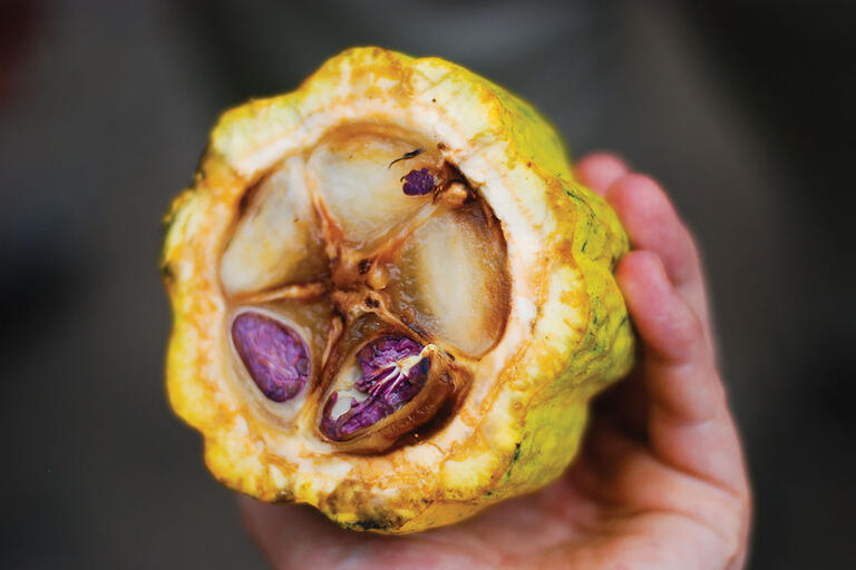 The inside detail of a cacao pod. (Photo by Everjean.)