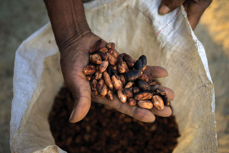 A farmer holds dried cacao beans ready for the market. (Photo courtesy of USAID_IMAGES.)