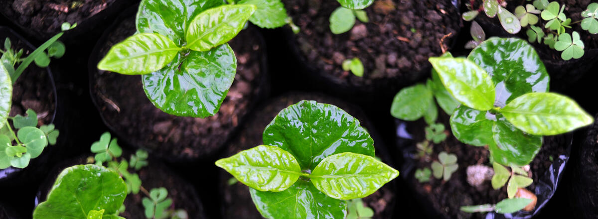 Coffee plants in Colombia. (Photo by CIAT.) Baby coffee plants growing tall