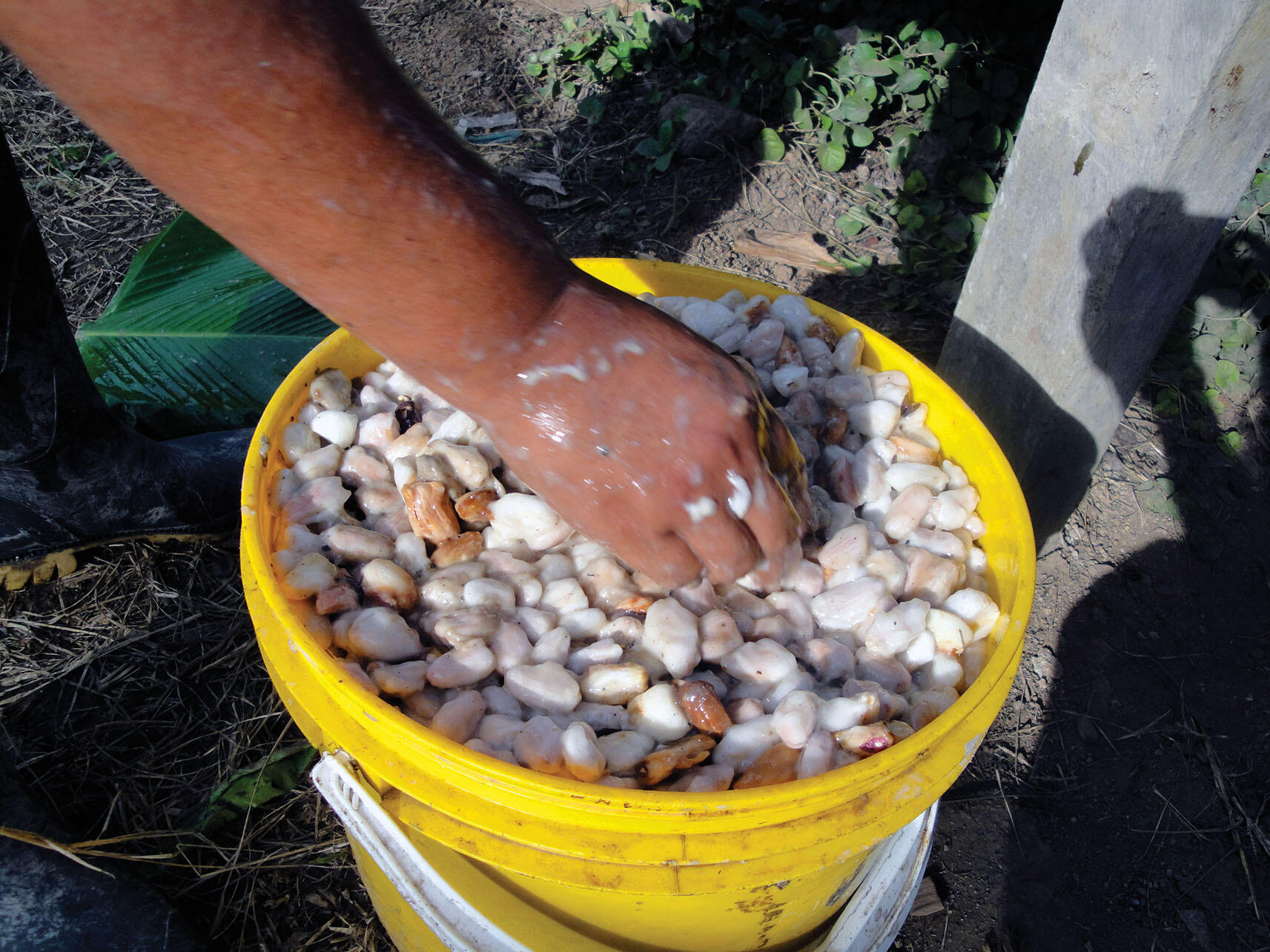 A woman riinses a bucket of cacao beans to remove impurities. (Photo by Sarah Krupp.)