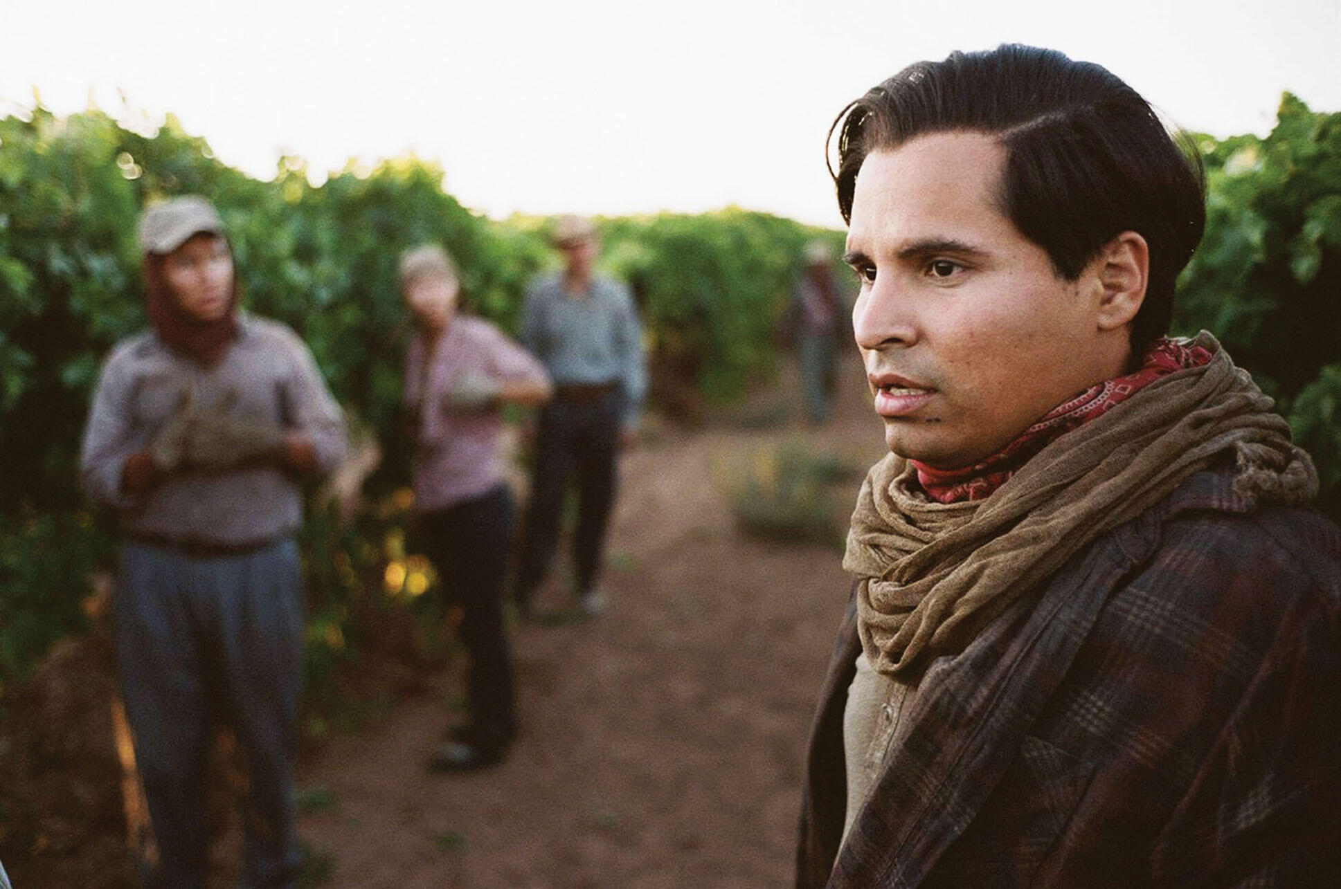 In a still image from the fillm, Michael Peña as Cesar Chavez working in the fields. (Photo courtesy of Canana Films.)
