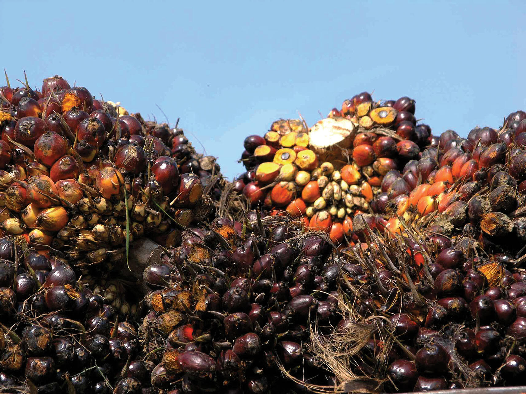 Piles of harvested palm fruit. (Photo by Enriqueta Flores-Guevara & Lon Brehmer.)
